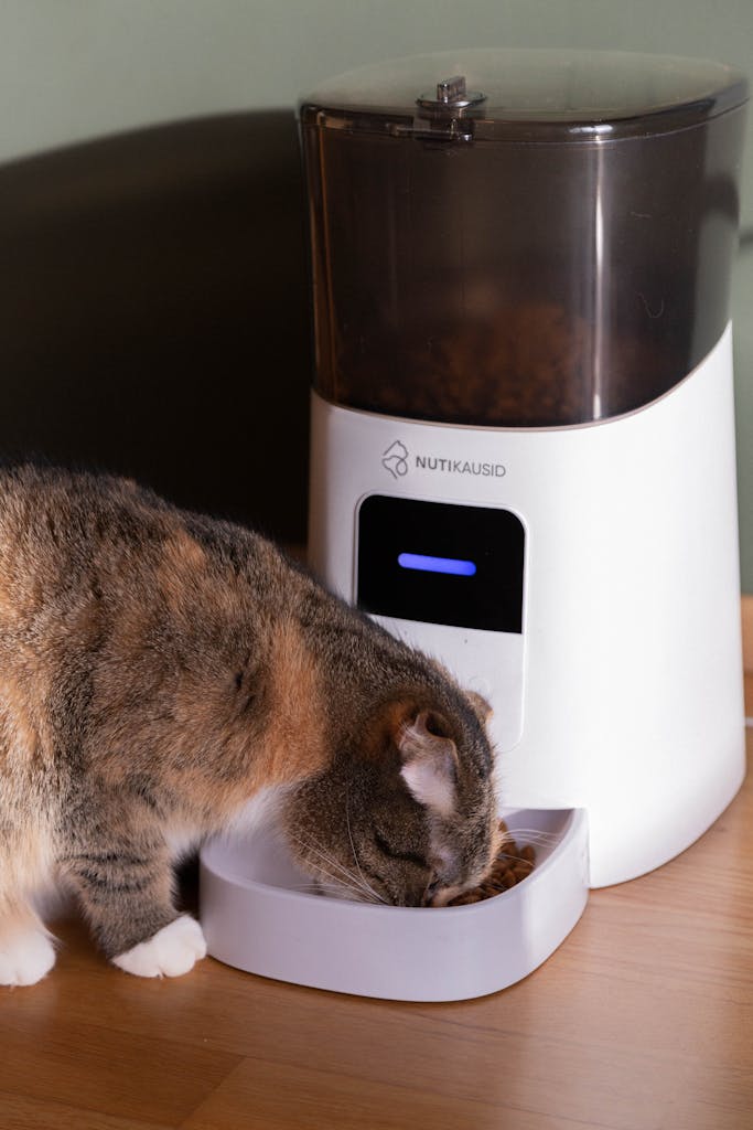 Cat Eating from Automatic Feeder