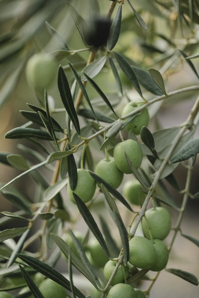 Green olive fruits growing on tree with thin stalks and pointed foliage in countryside