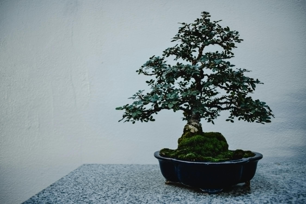 a bonsai tree